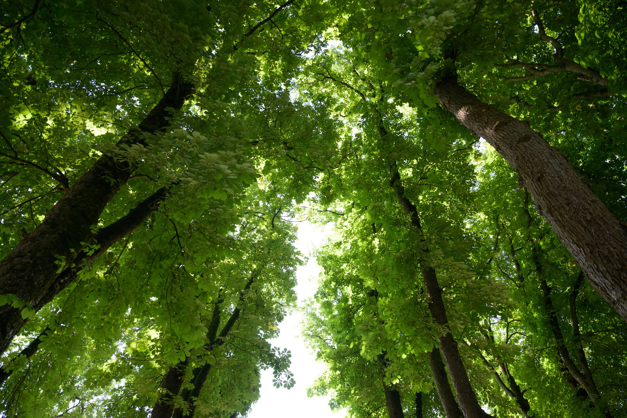 Le regard levé dans la canopée verte de l’allée de platanes