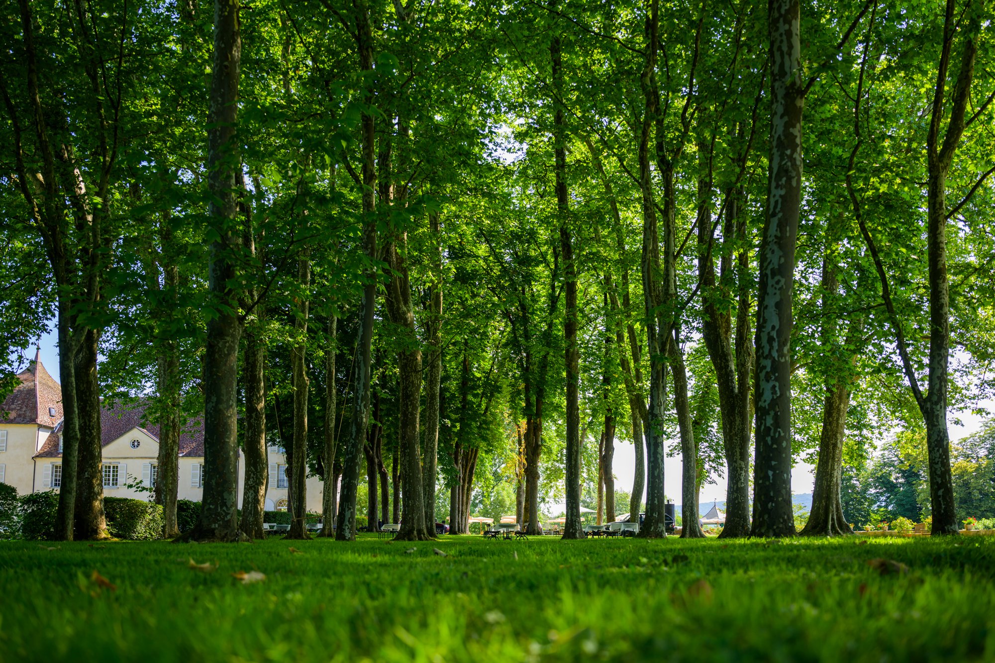 L’allée de platanes, les tables dressées pour la garden party, le château au fond