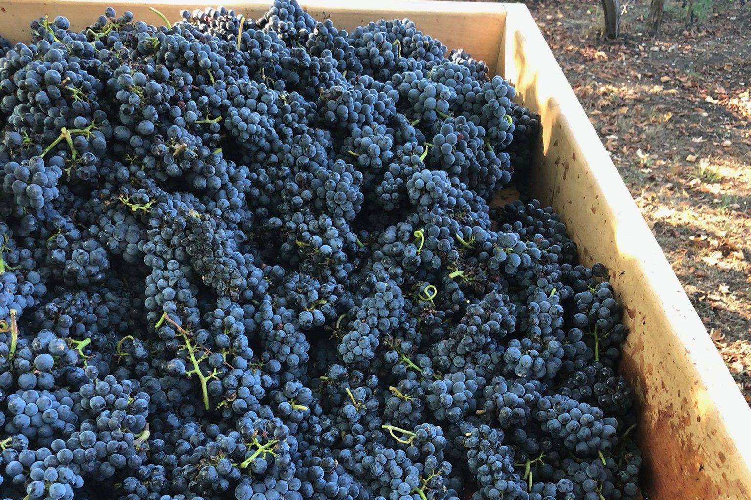Une caisse de raisins noirs vendangés au bout d’un rang de vigne