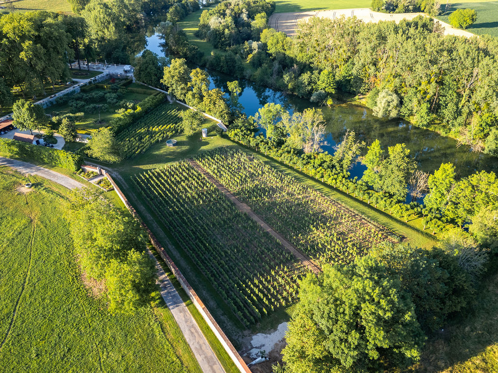 De jeunes rangs de vigne descendant vers la rivière sous le domaine