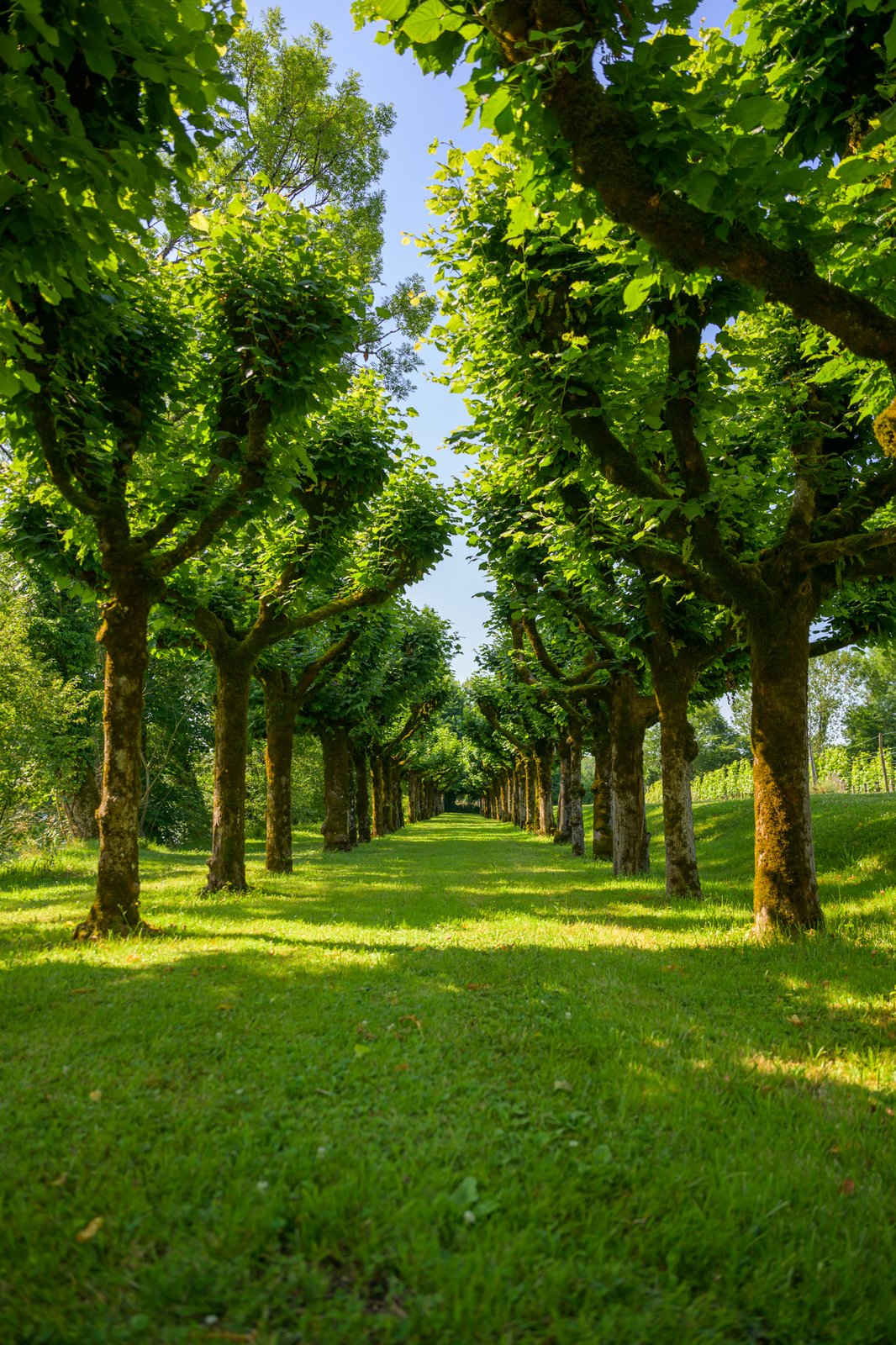 Une allée d’arbres taillés dans le parc, baignée de soleil