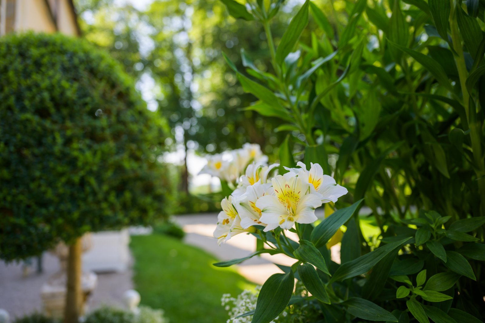 Buis taillés et fleurs blanches au jardin