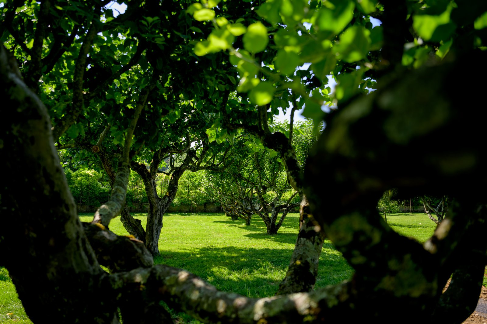 Le verger, ses vieux arbres fruitiers alignés sur la pelouse