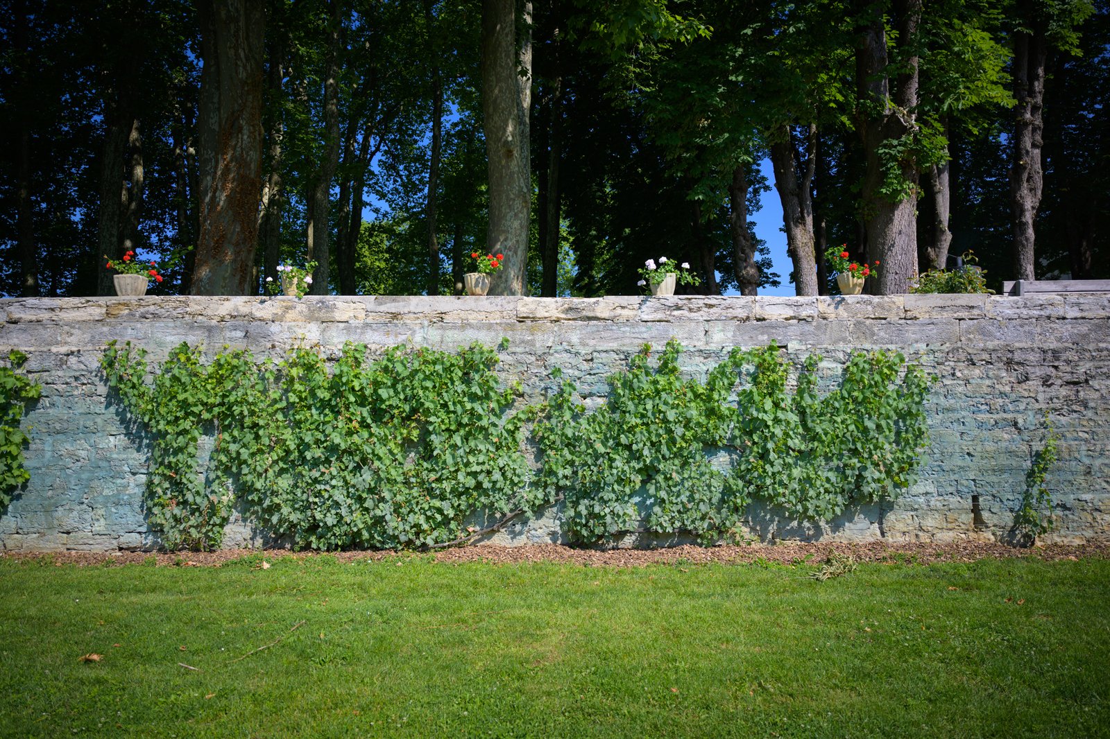 Le potager, ses rangs grimpant le long du mur de pierre