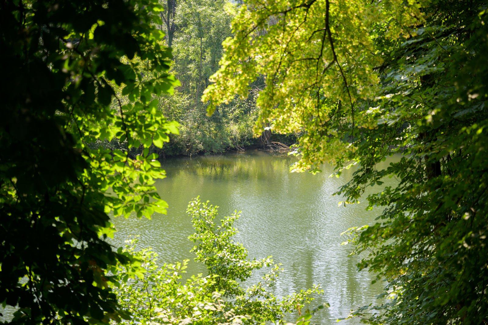 La rivière aperçue à travers les arbres du parc