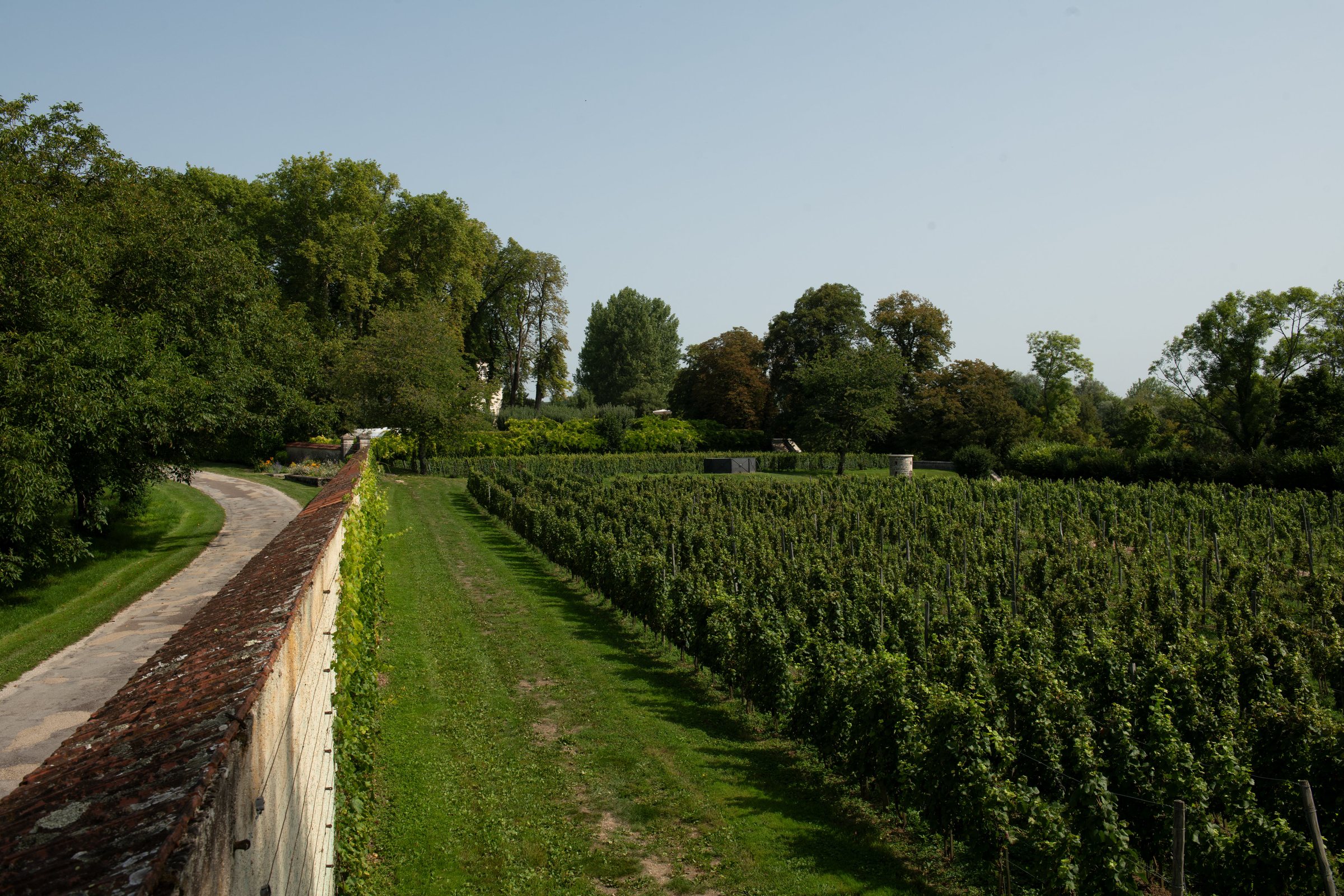 Des rangs de vigne s’éloignant le long du vieux mur du domaine